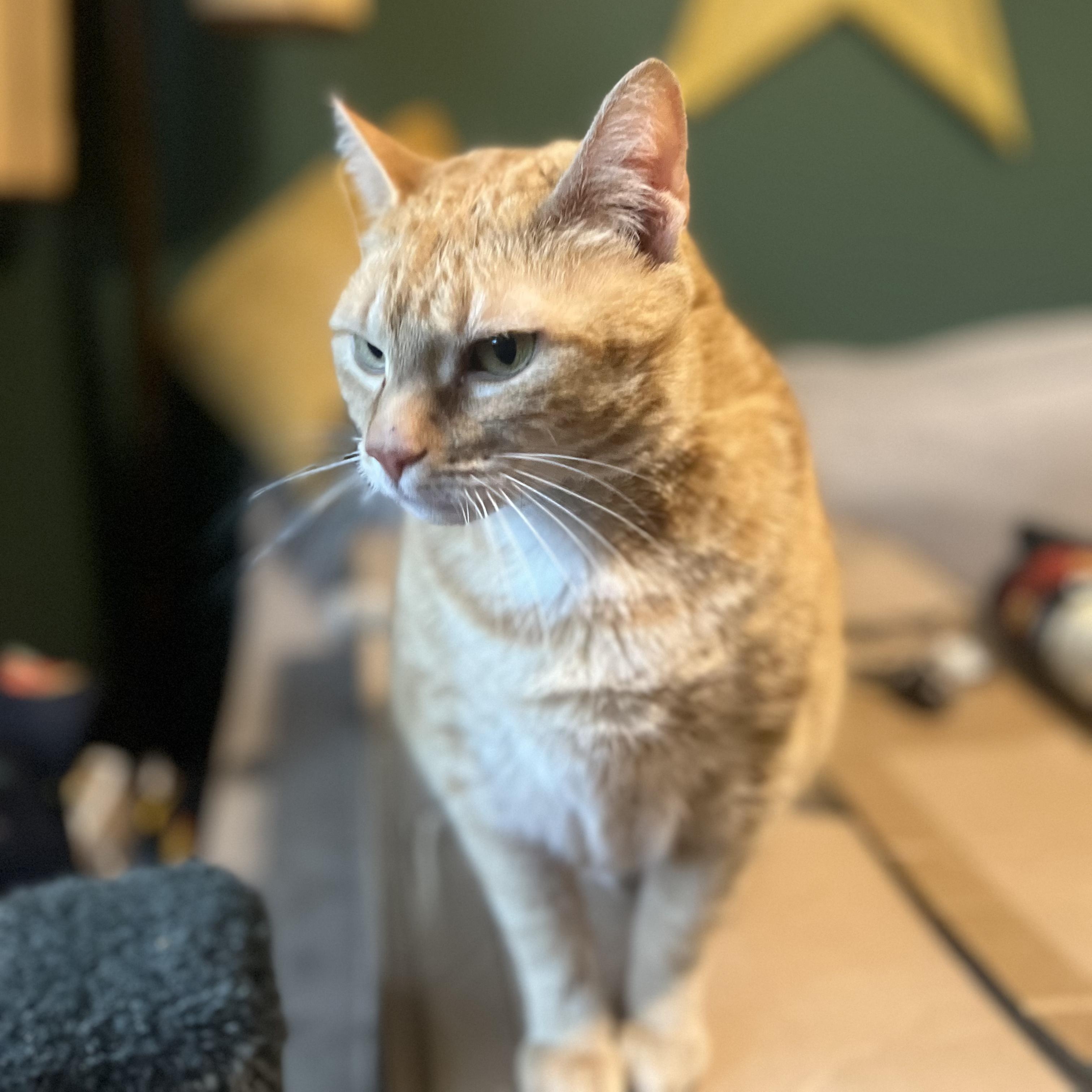 Enlarge Ginger, a Adoptable mixed breed in FITCHBURG, MA image 4/6