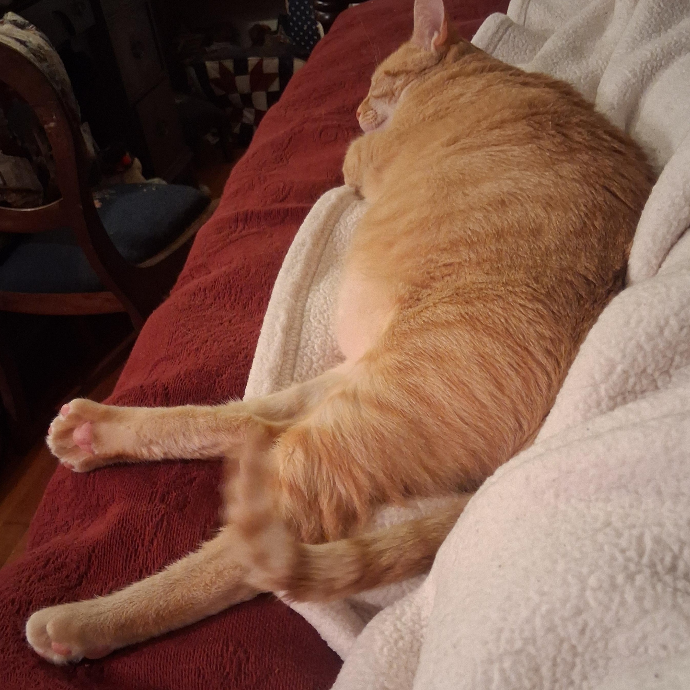 Enlarge Ginger, a Adoptable mixed breed in FITCHBURG, MA image 2/6