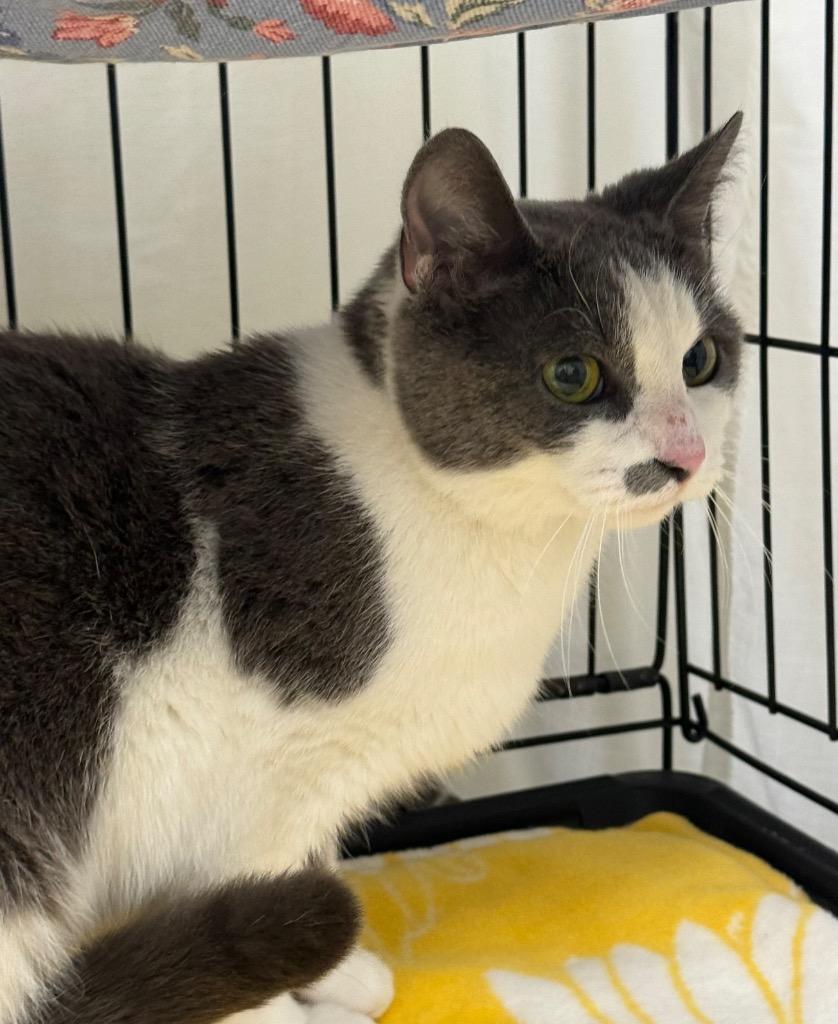 Latte, Adoptable, Young Female Domestic Short Hair.