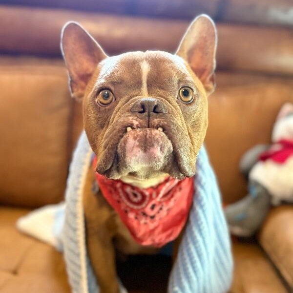 Igor Smooches, a Adoptable mixed breed in Eagan, MN image 4/6