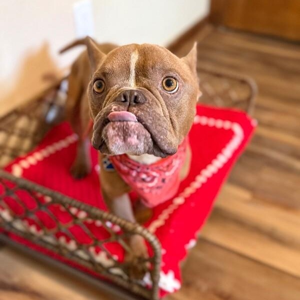 Igor Smooches, a Adoptable mixed breed in Eagan, MN image 5/6
