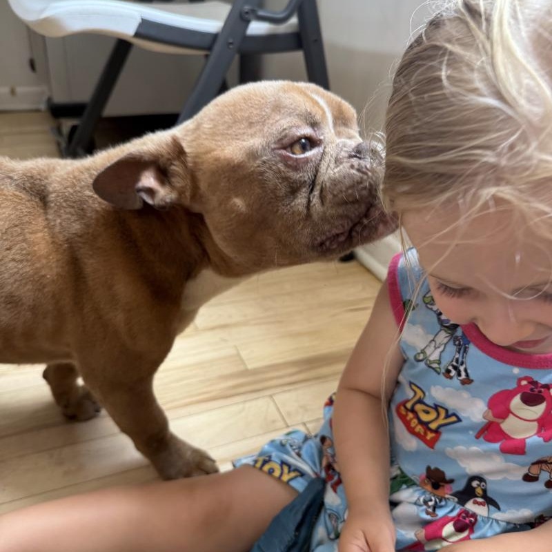 Igor Smooches, a Adoptable mixed breed in Eagan, MN image 2/6
