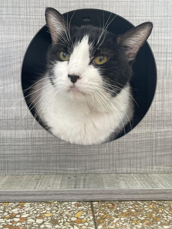 Chowder, adoptable, Senior Female Domestic Short Hair.