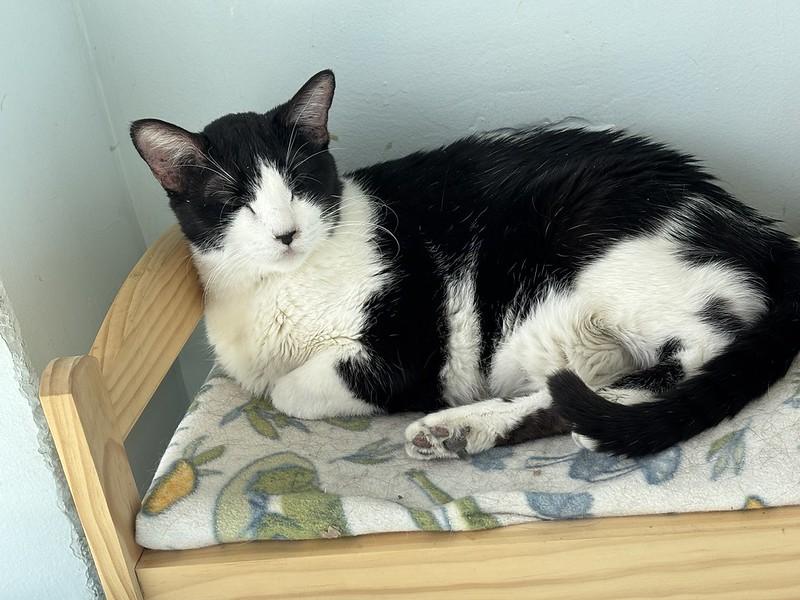 Enlarge Chowder, an adoptable Domestic Short Hair in Chicago, IL image 2/5