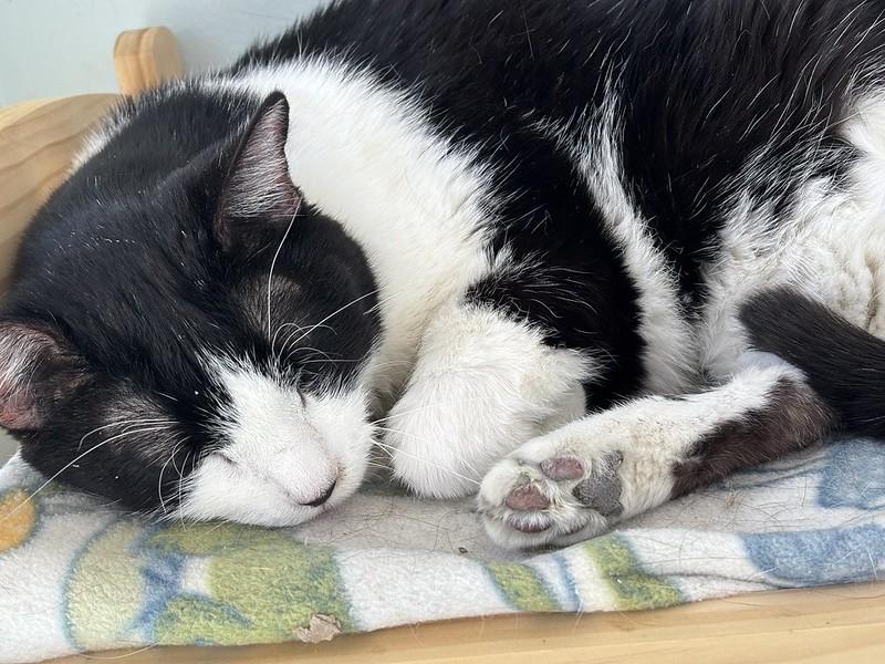 Enlarge Chowder, an adoptable Domestic Short Hair in Chicago, IL image 3/5