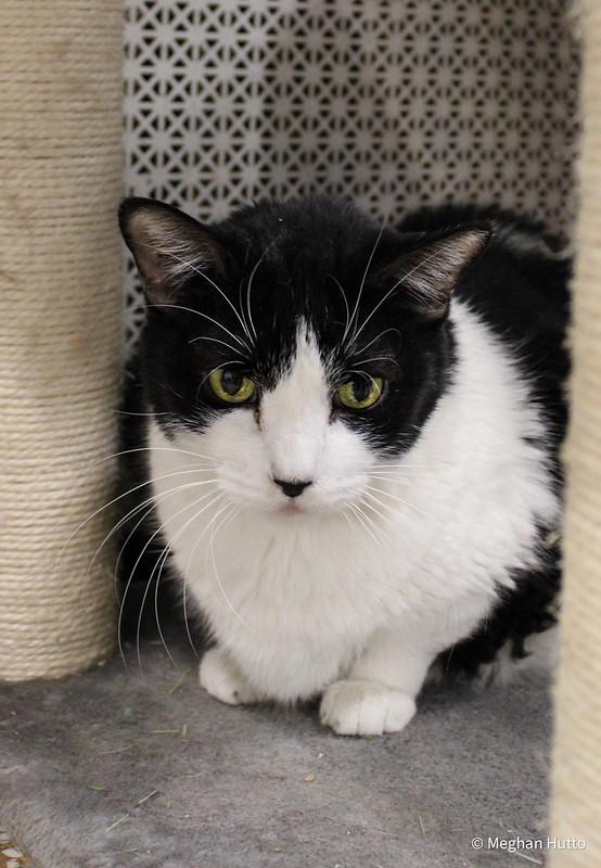 Chowder, an adoptable Domestic Short Hair in Chicago, IL image 2/2