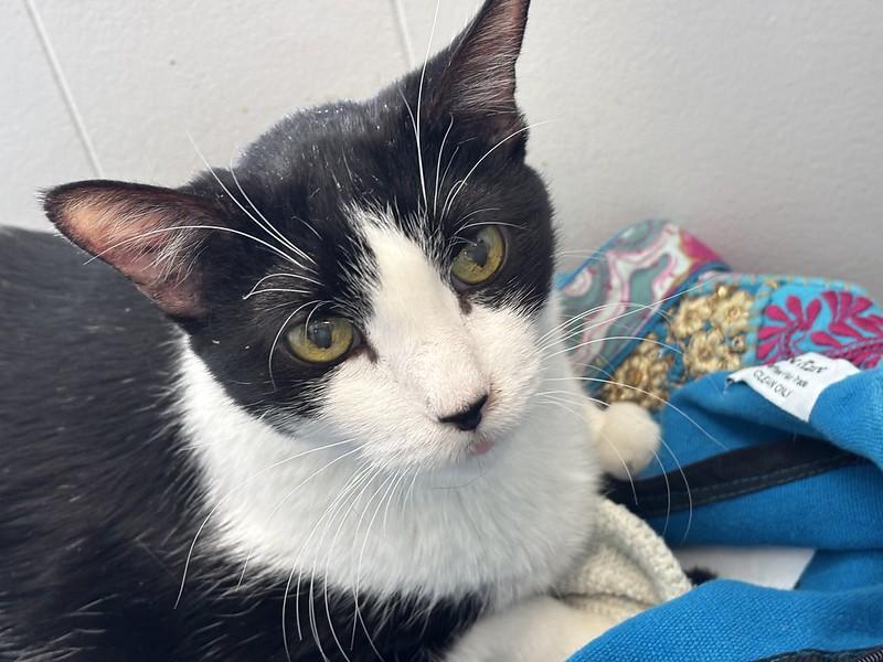 Enlarge Chowder, an adoptable Domestic Short Hair in Chicago, IL image 4/5