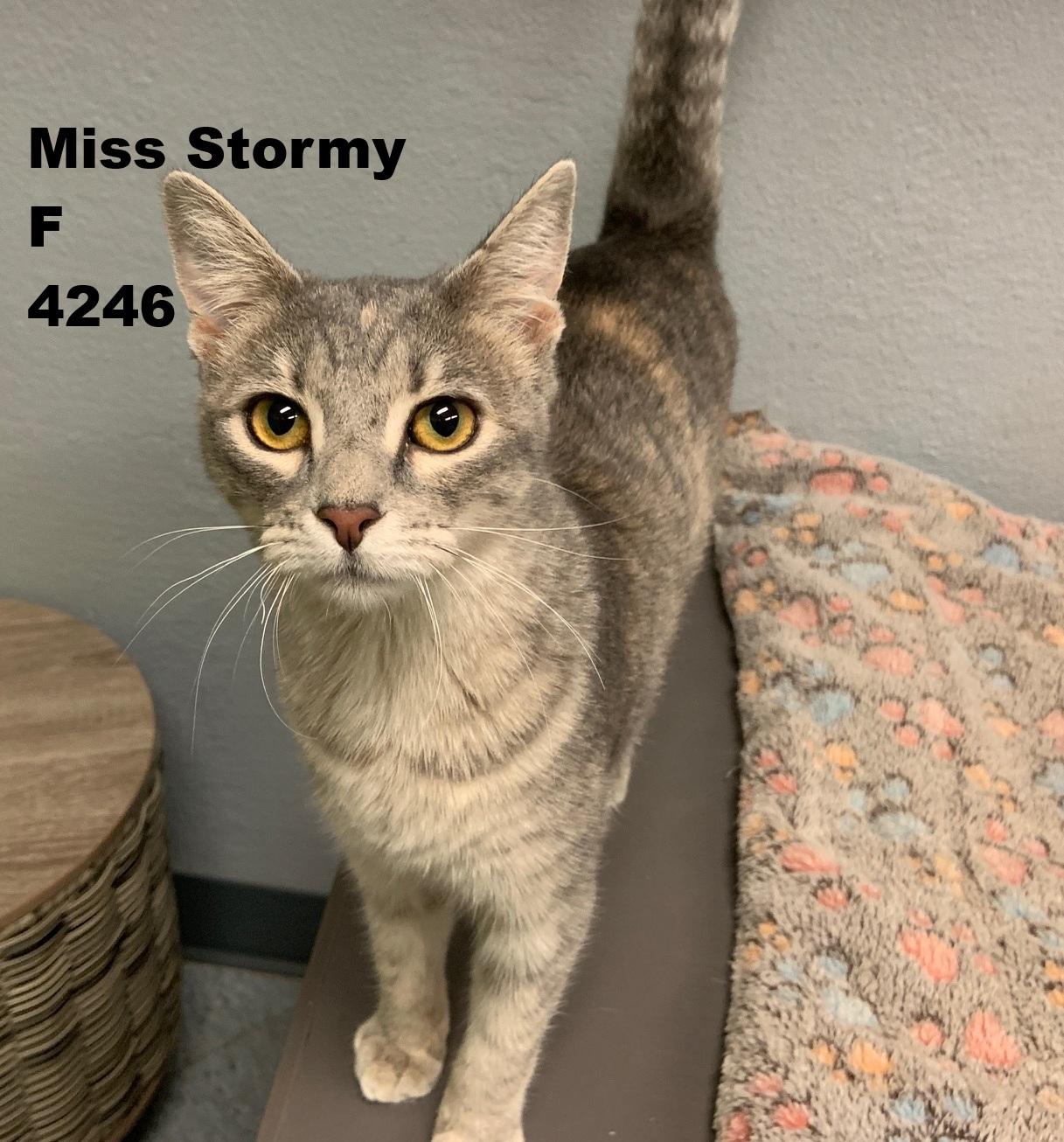 Miss Stormy, Adoptable, Young Female American Shorthair.