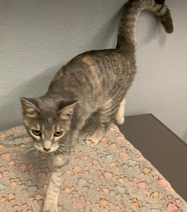 Enlarge Miss Stormy, a Adoptable American Shorthair in Weatherford, TX image 2/5