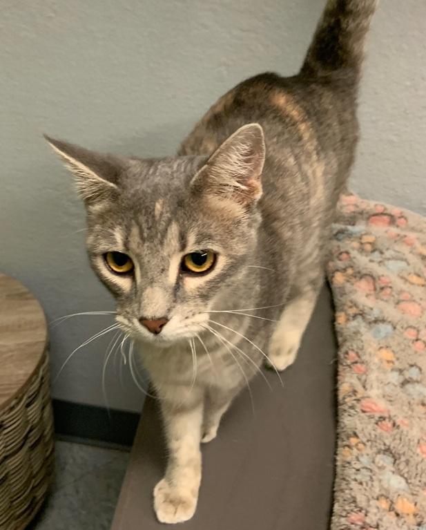 Enlarge Miss Stormy, a Adoptable American Shorthair in Weatherford, TX image 5/5