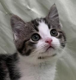 Bennet, Baby Male Domestic Short Hair
