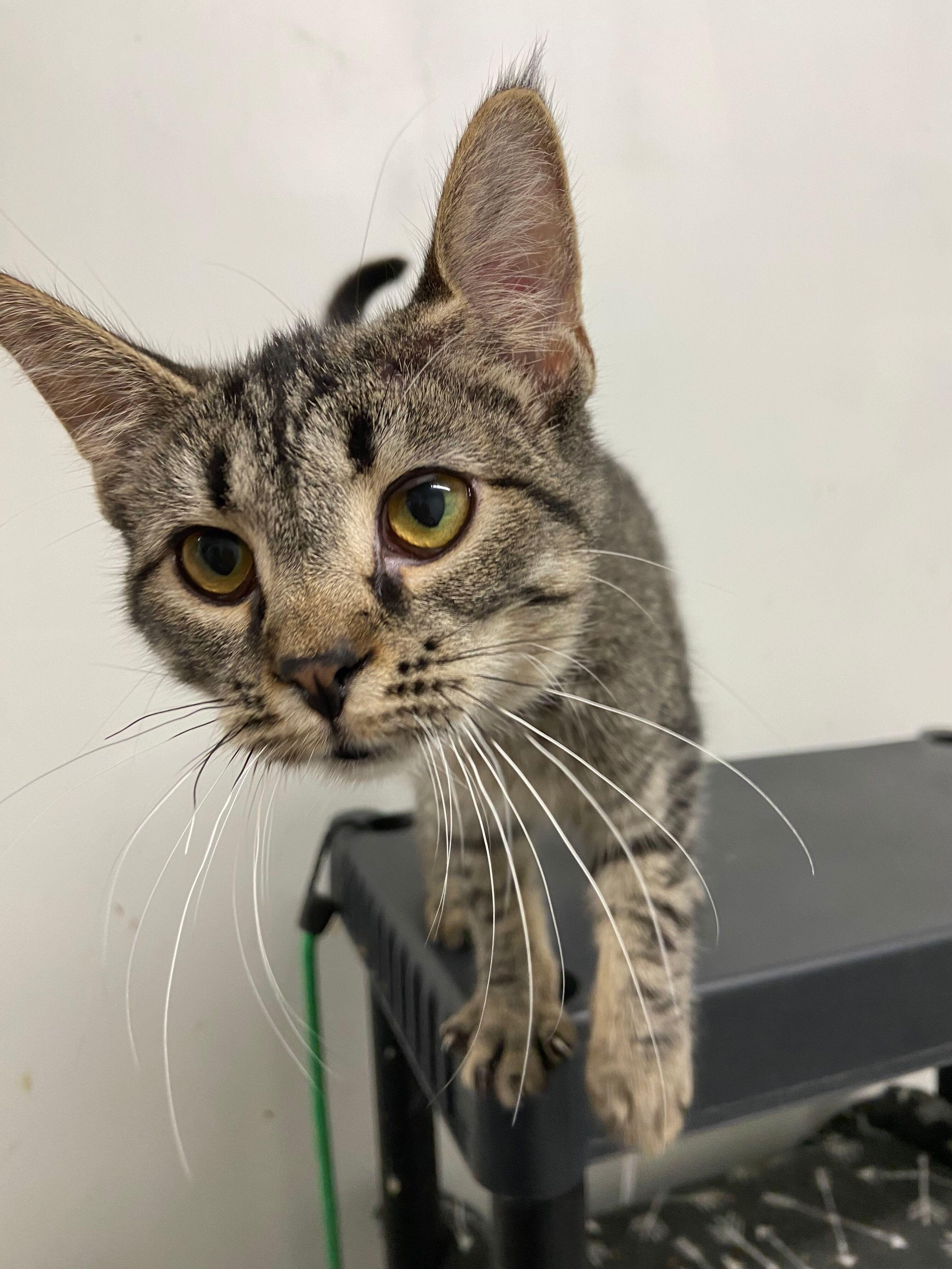 TRILLY, a Adoptable Domestic Short Hair in Peru, IN image 2/2