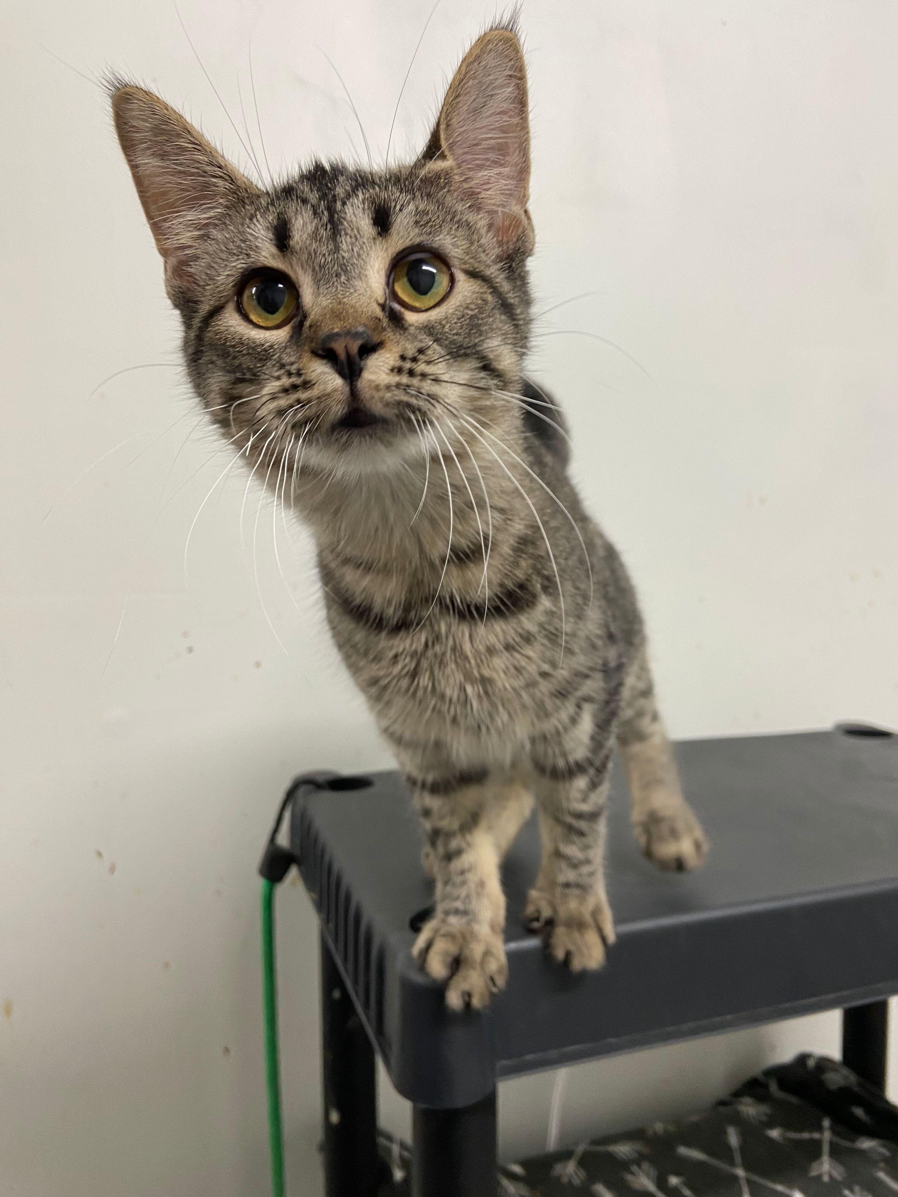 TRILLY, Adoptable, Young Female Domestic Short Hair.