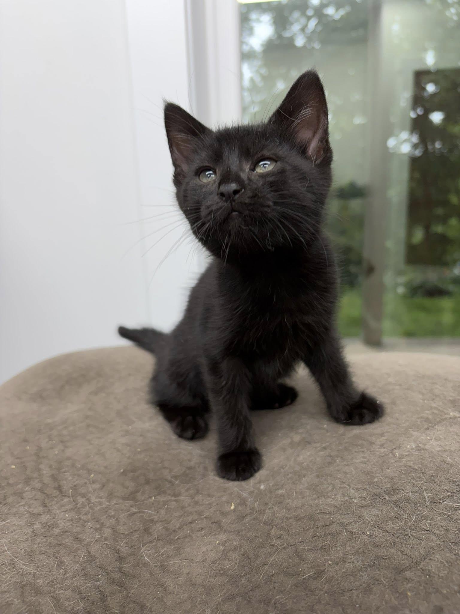 Enlarge Tedmo, a ADOPTABLE Domestic Short Hair in Clarksville, TN image 2/2