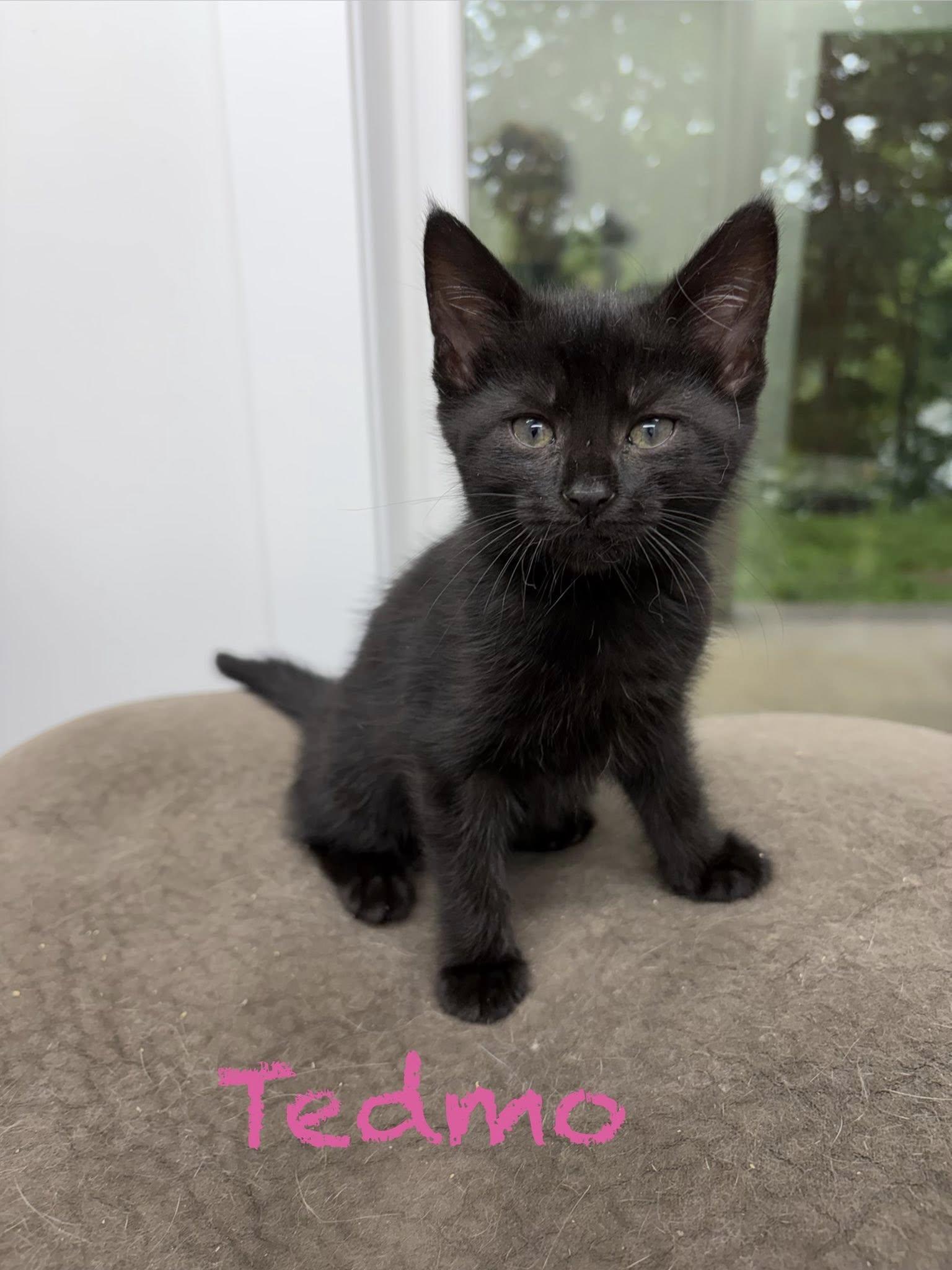 Enlarge Tedmo, a ADOPTABLE Domestic Short Hair in Clarksville, TN image 1/2