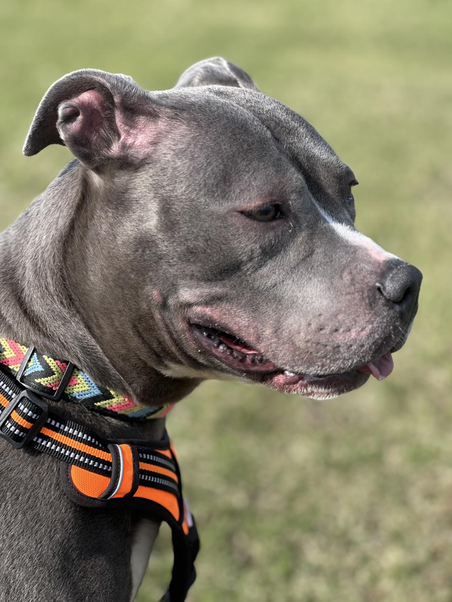 London, a Adoptable mixed breed in Valparaiso, IN image 6/6