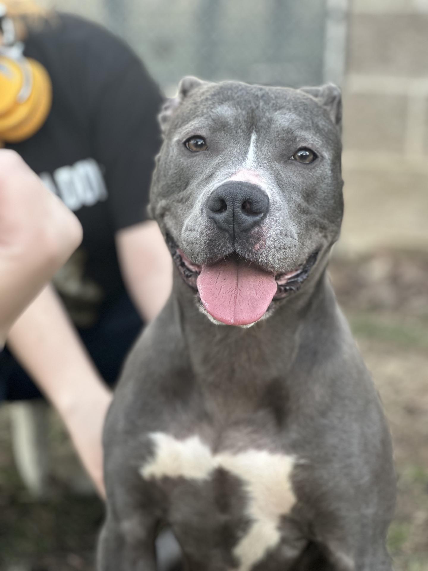 London, a Adoptable mixed breed in Valparaiso, IN image 4/6
