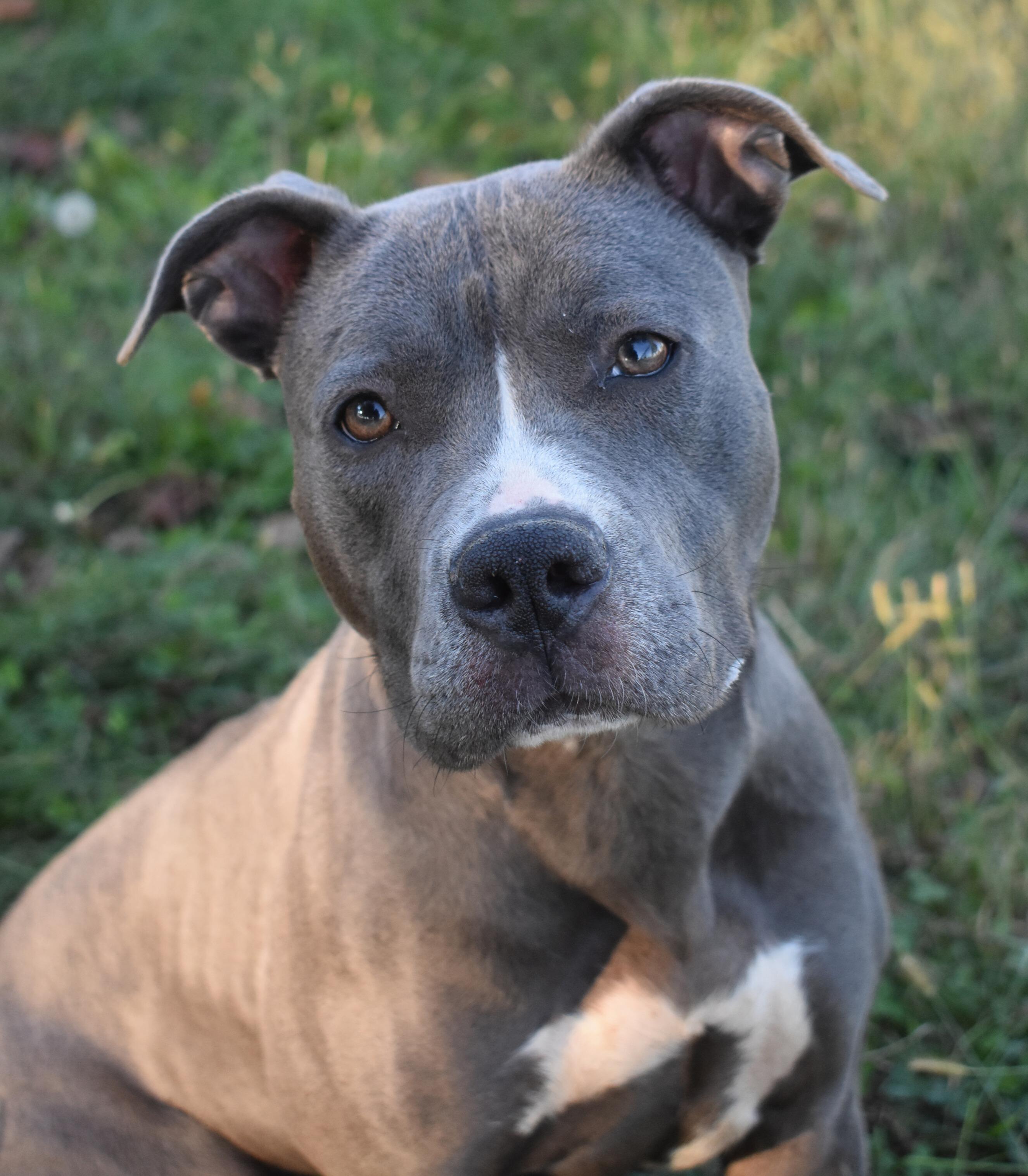 London, a Adoptable mixed breed in Valparaiso, IN image 3/6