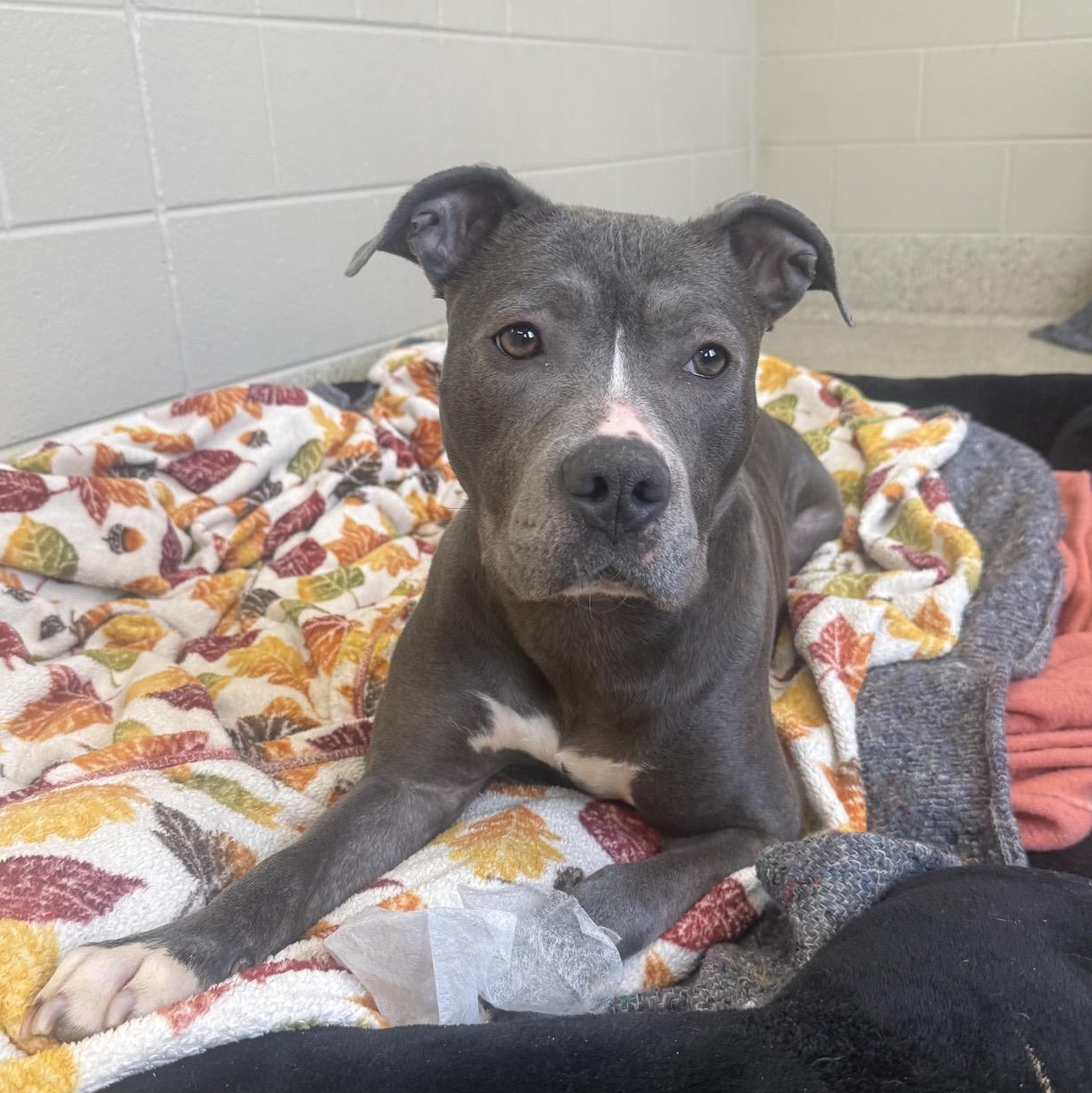 London, a Adoptable mixed breed in Valparaiso, IN image 1/6