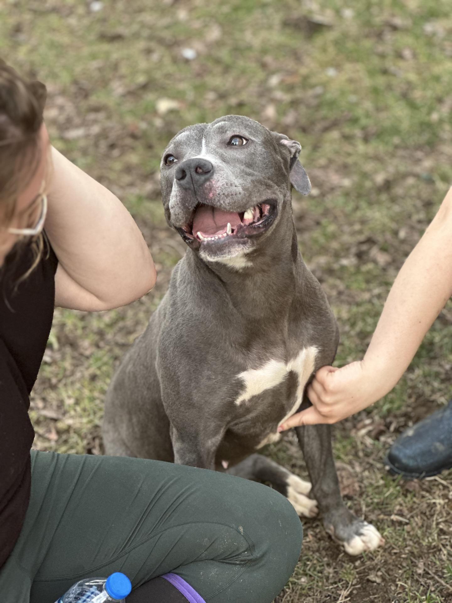 London, a Adoptable mixed breed in Valparaiso, IN image 5/6