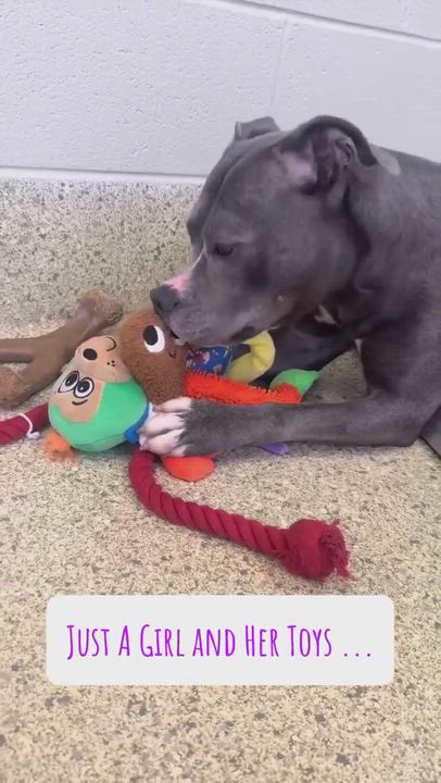 Enlarge London, a Adoptable mixed breed in Valparaiso, IN video 2/6