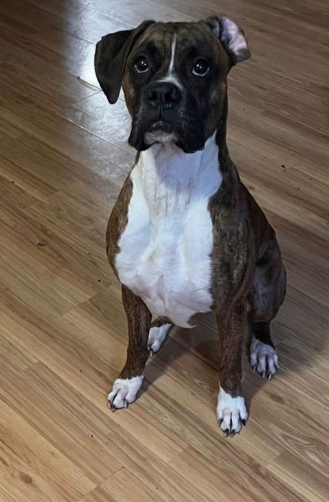 Dewey, Adoptable, Adult Male Boxer.