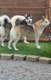 Enlarge Riley, a Adoptable mixed breed in Steubenville, OH image 5/6