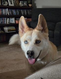 Enlarge Riley, a Adoptable mixed breed in Steubenville, OH image 6/6