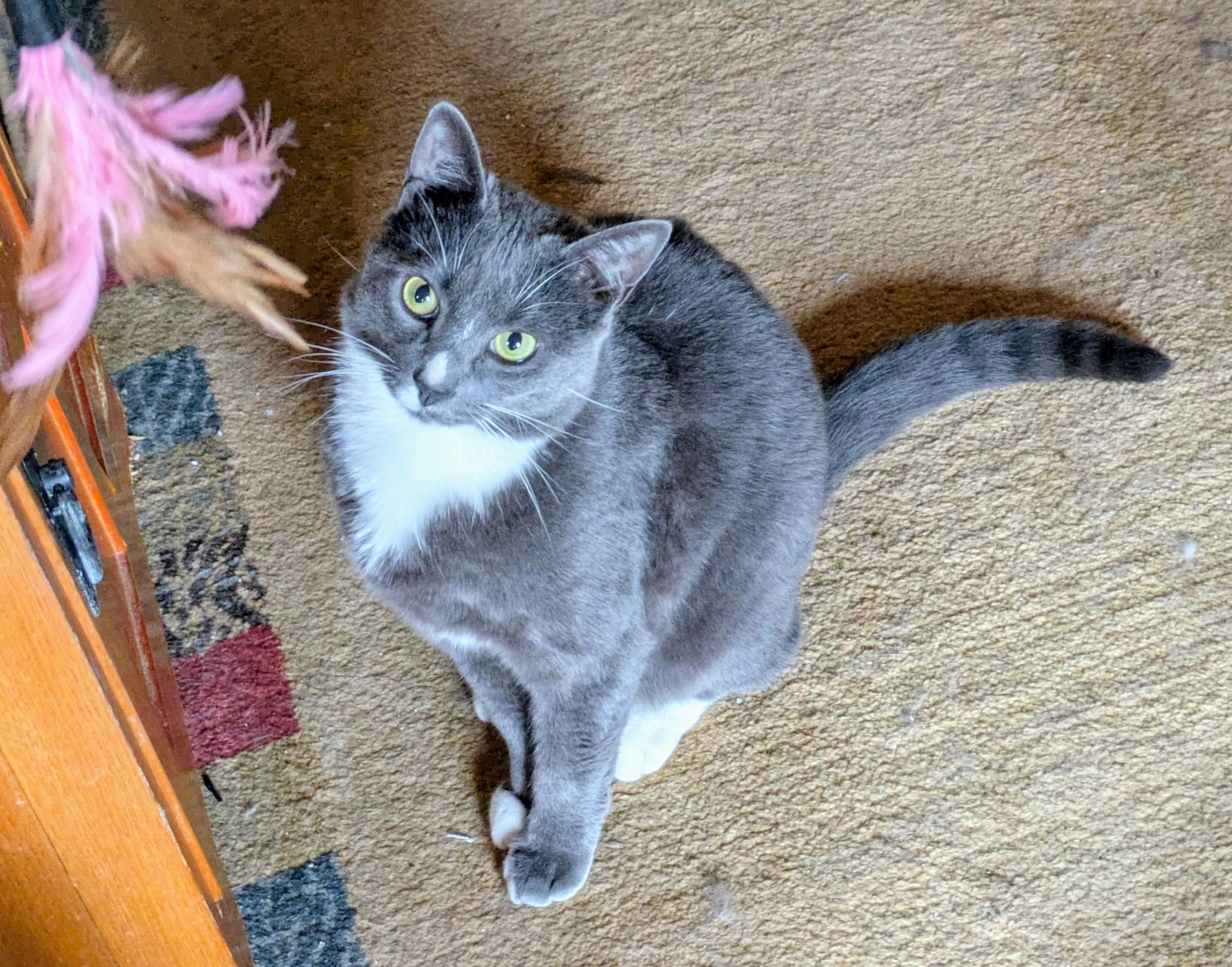 ABBY & JASPER, Adoptable, Young Male Domestic Short Hair.