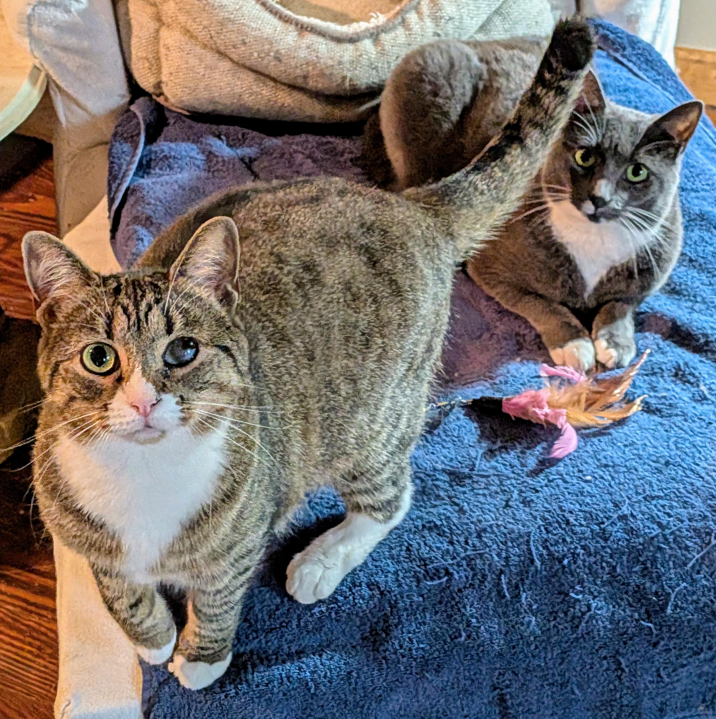 Enlarge ABBY & JASPER, a Adoptable Domestic Short Hair in brooklyn, NY image 2/3