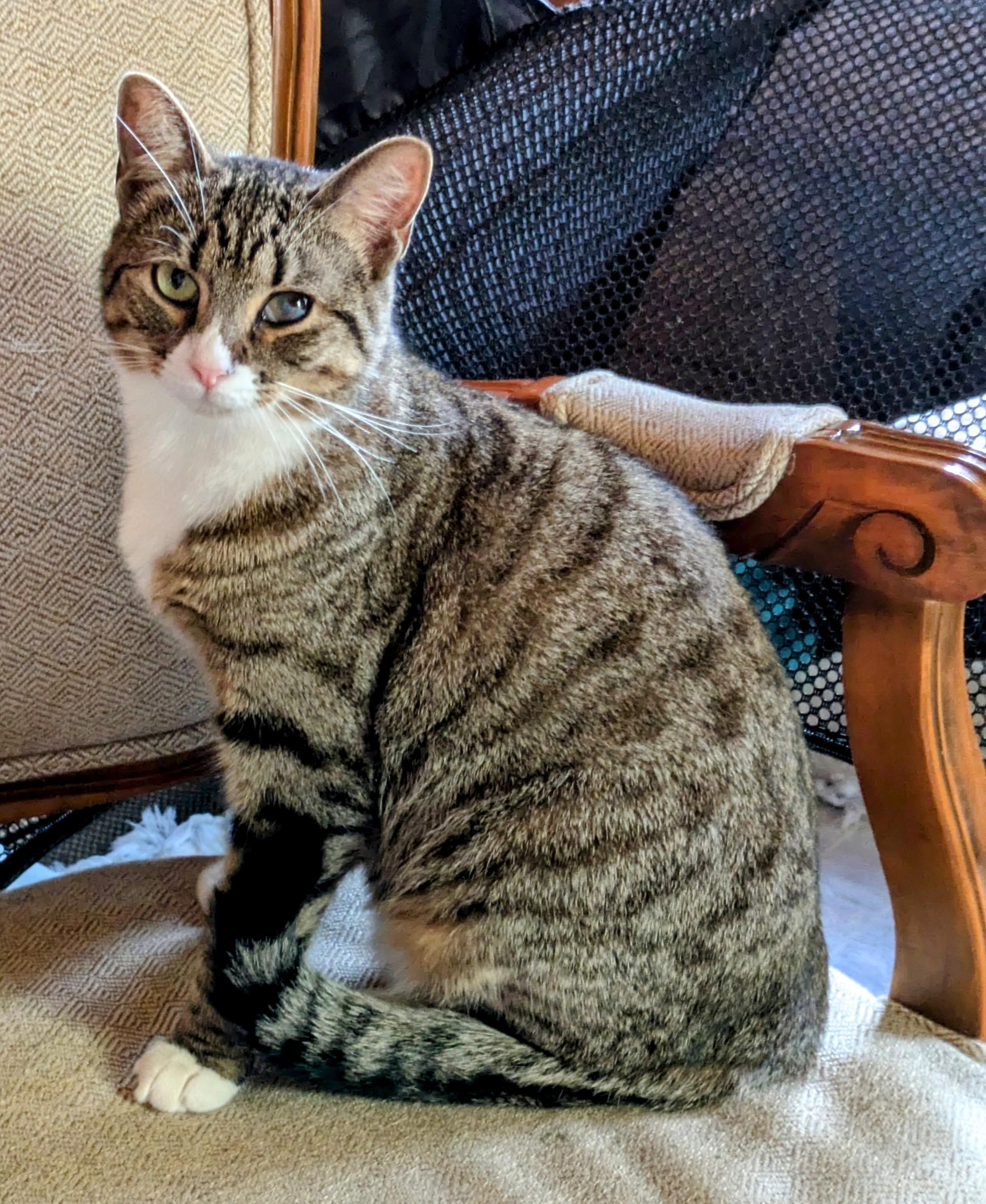 Enlarge ABBY & JASPER, a Adoptable Domestic Short Hair in brooklyn, NY image 3/3