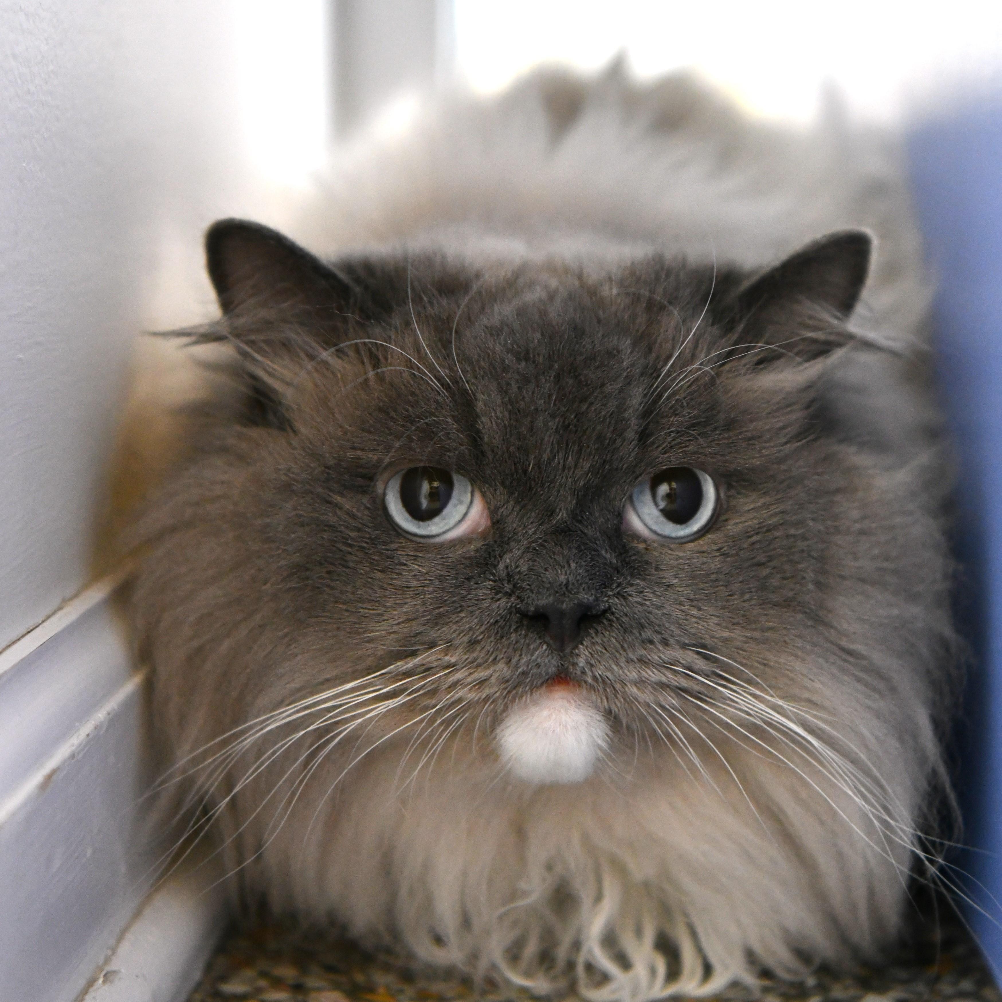 Enlarge Gnocchi, a ADOPTABLE mixed breed in Fairhope, AL image 1/1