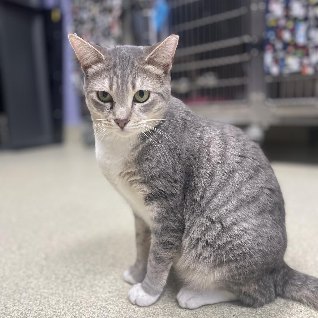Enlarge Angelica, a Adoptable Domestic Short Hair in Windsor, VA image 1/3