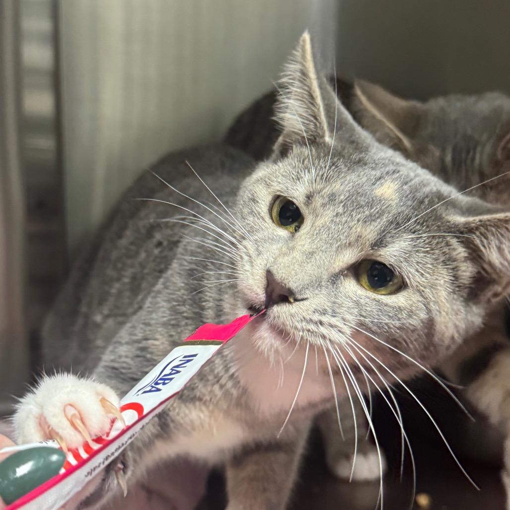 Angelica, Adoptable, Young Female Domestic Short Hair.