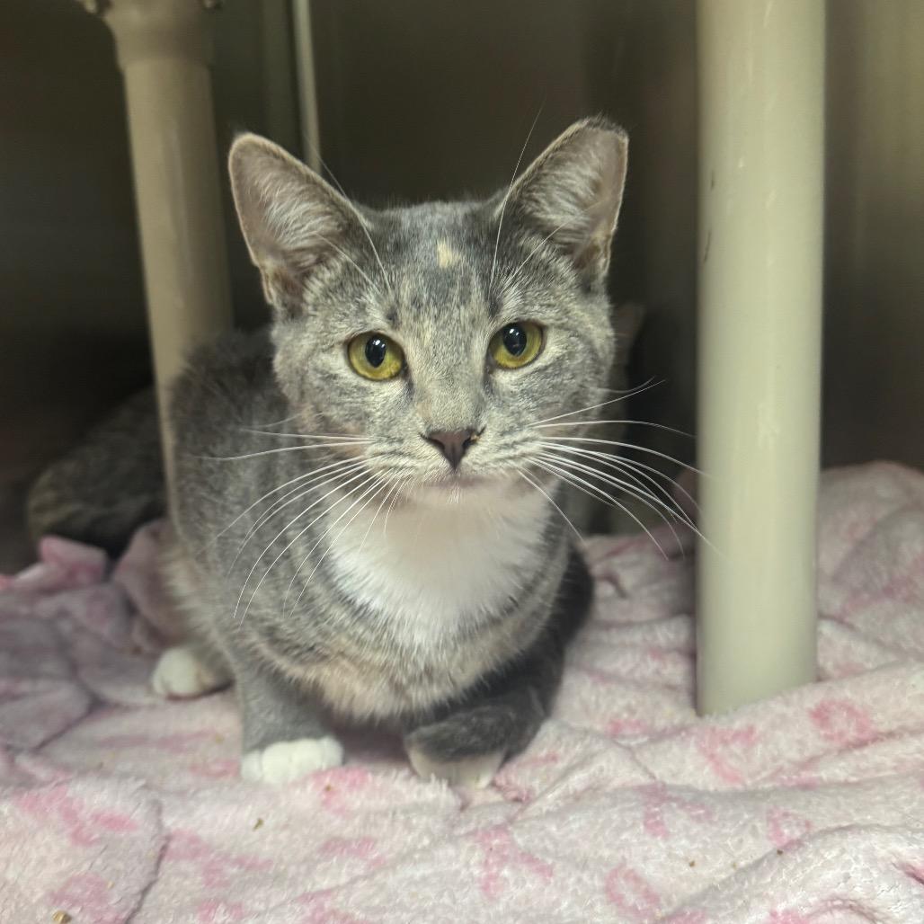 Enlarge Angelica, a Adoptable Domestic Short Hair in Windsor, VA image 2/2