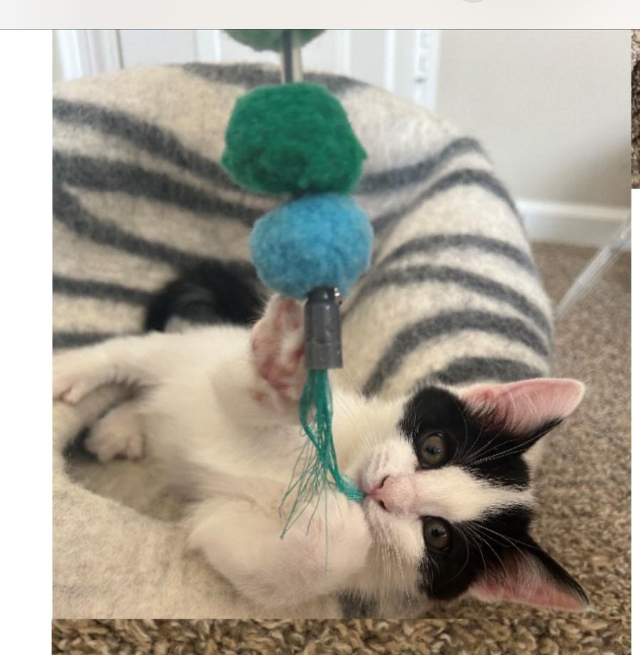 Sassafras, a Adoptable Domestic Short Hair in Salisbury, NC image 1/2
