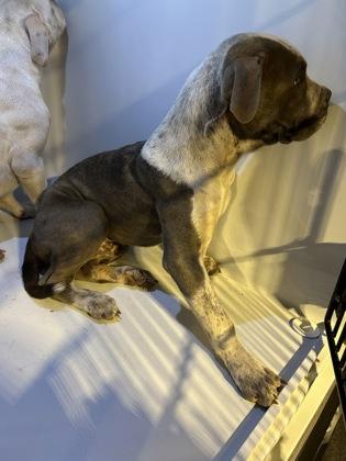 Hank- ADOPTED, Adoptable, Puppy Male Fox Terrier & Mixed Breed.