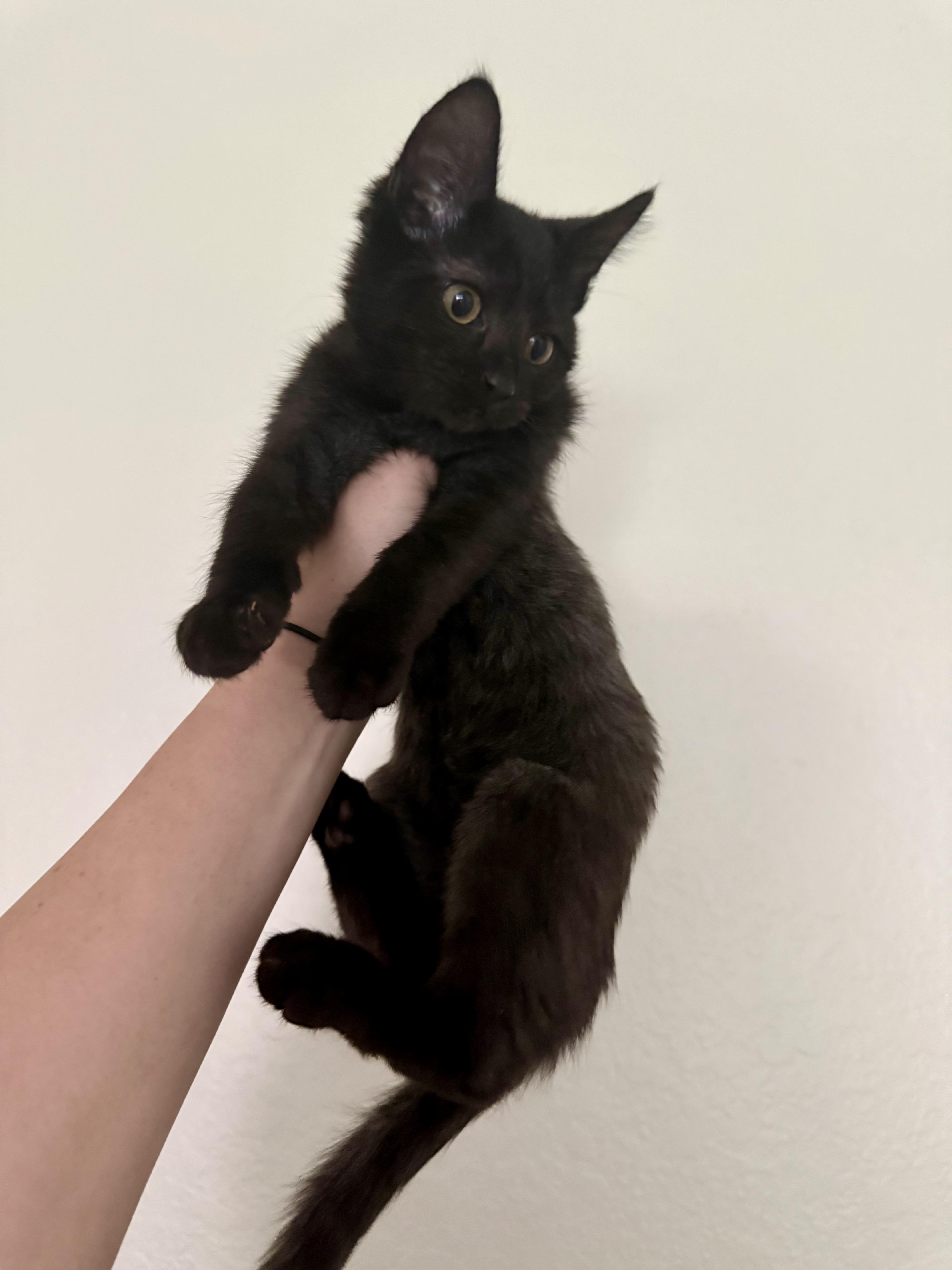 Tiny, Adoptable, Kitten Male Domestic Long Hair.