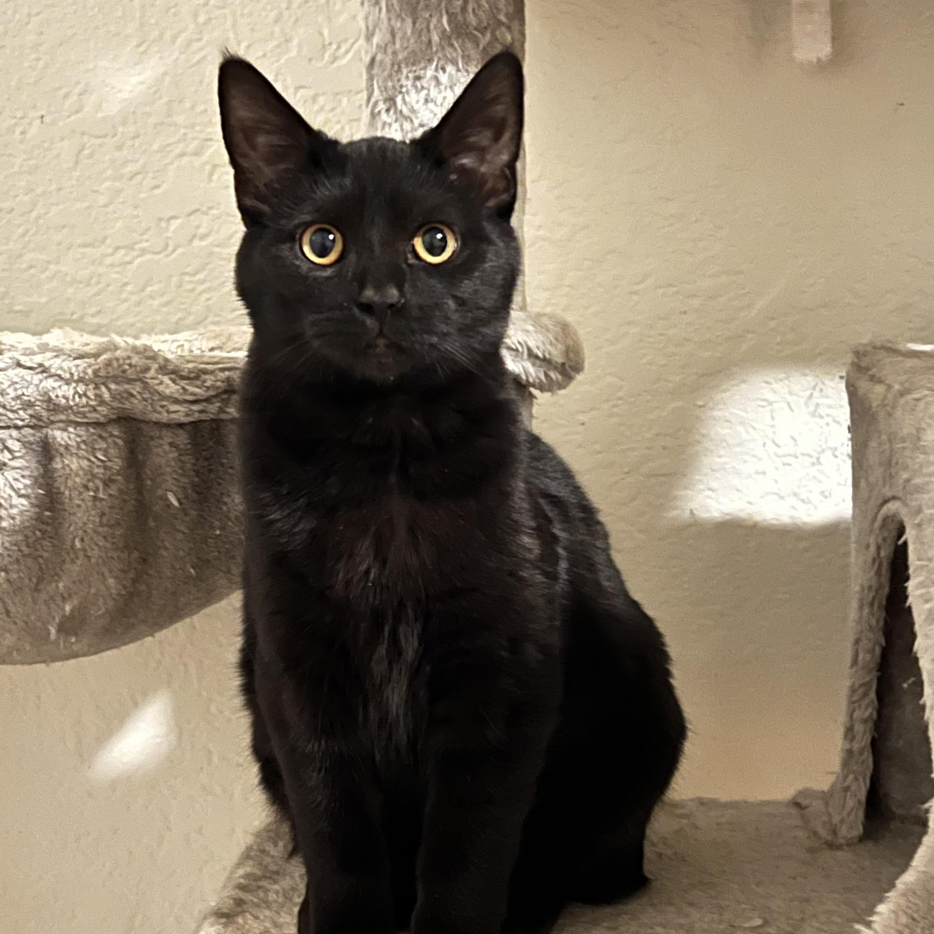 Tiny, adopted, Young Male Domestic Long Hair.