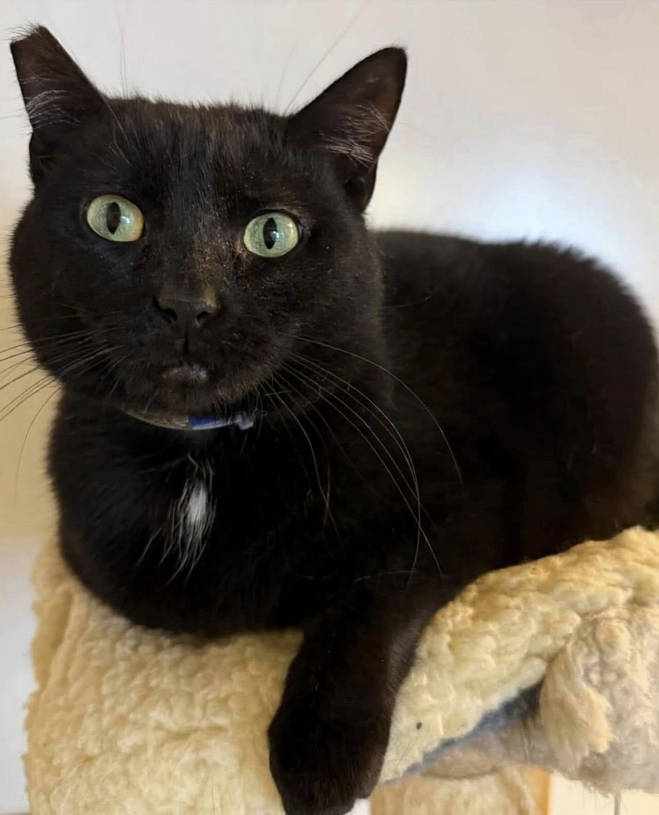 Enlarge MIFF, a Adoptable Domestic Short Hair in Millerstown, PA image 1/6