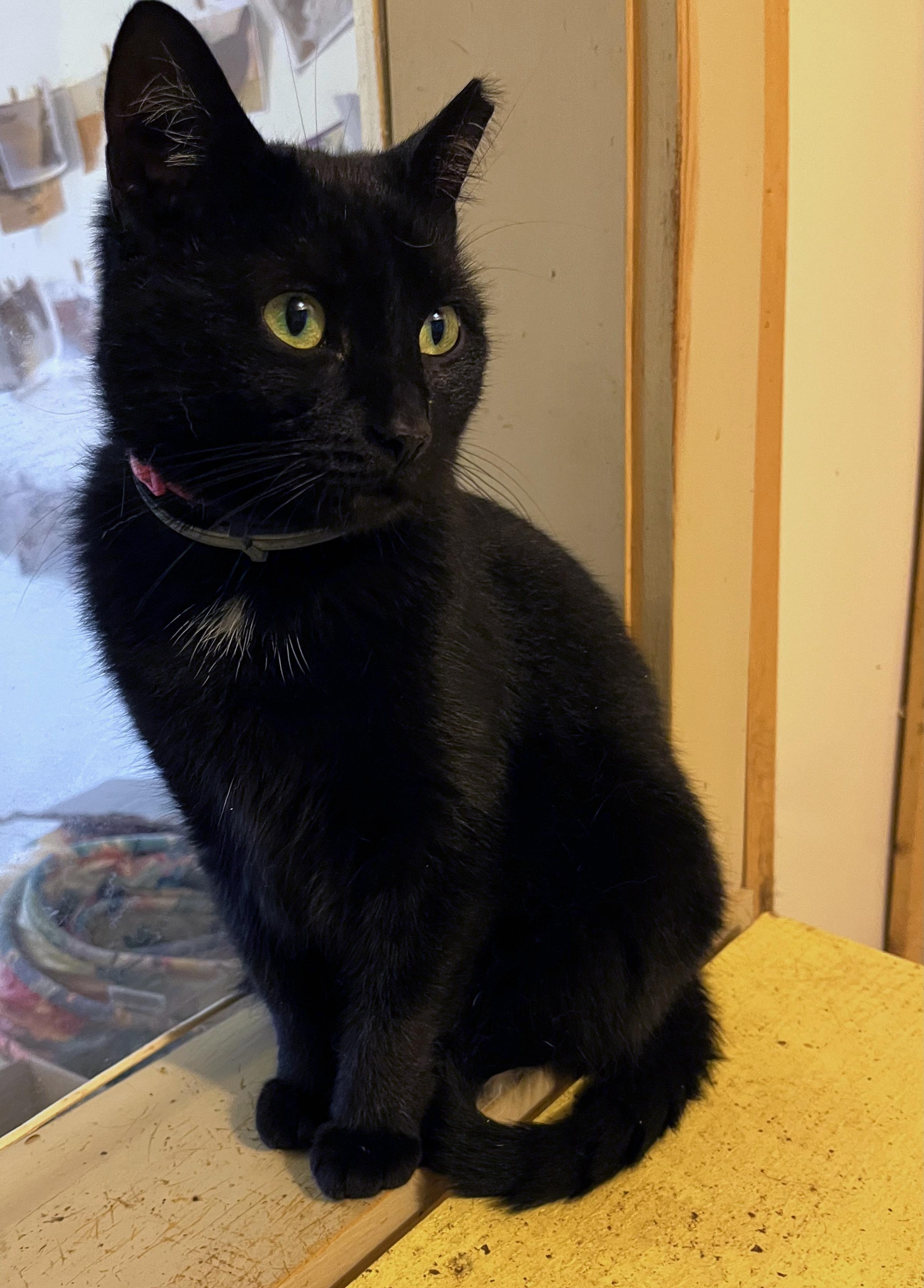 Enlarge MIFF, a Adoptable Domestic Short Hair in Millerstown, PA image 2/6