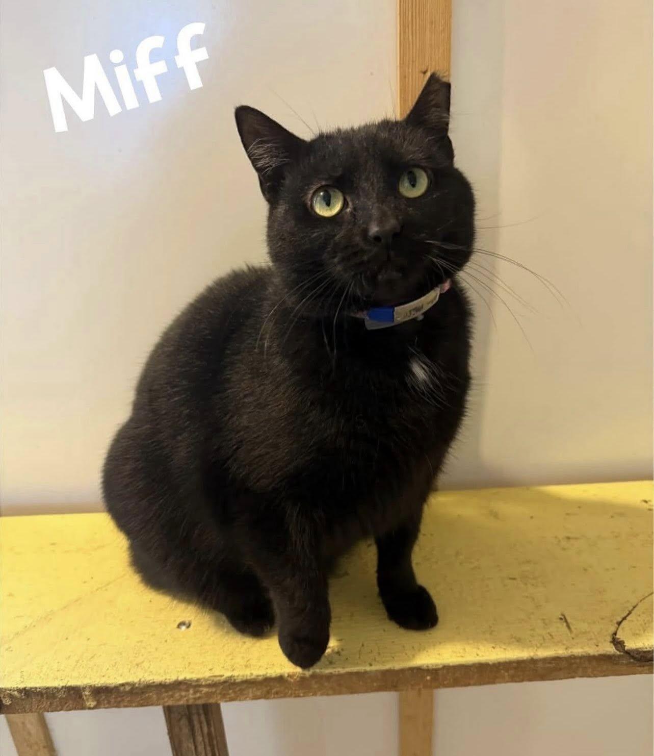 Enlarge MIFF, a Adoptable Domestic Short Hair in Millerstown, PA image 3/6