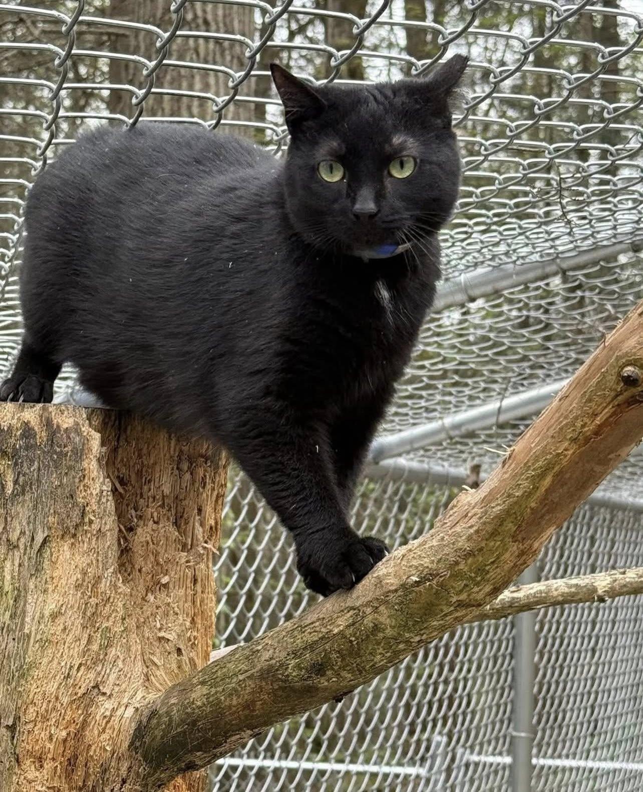 Enlarge MIFF, a Adoptable Domestic Short Hair in Millerstown, PA image 5/6