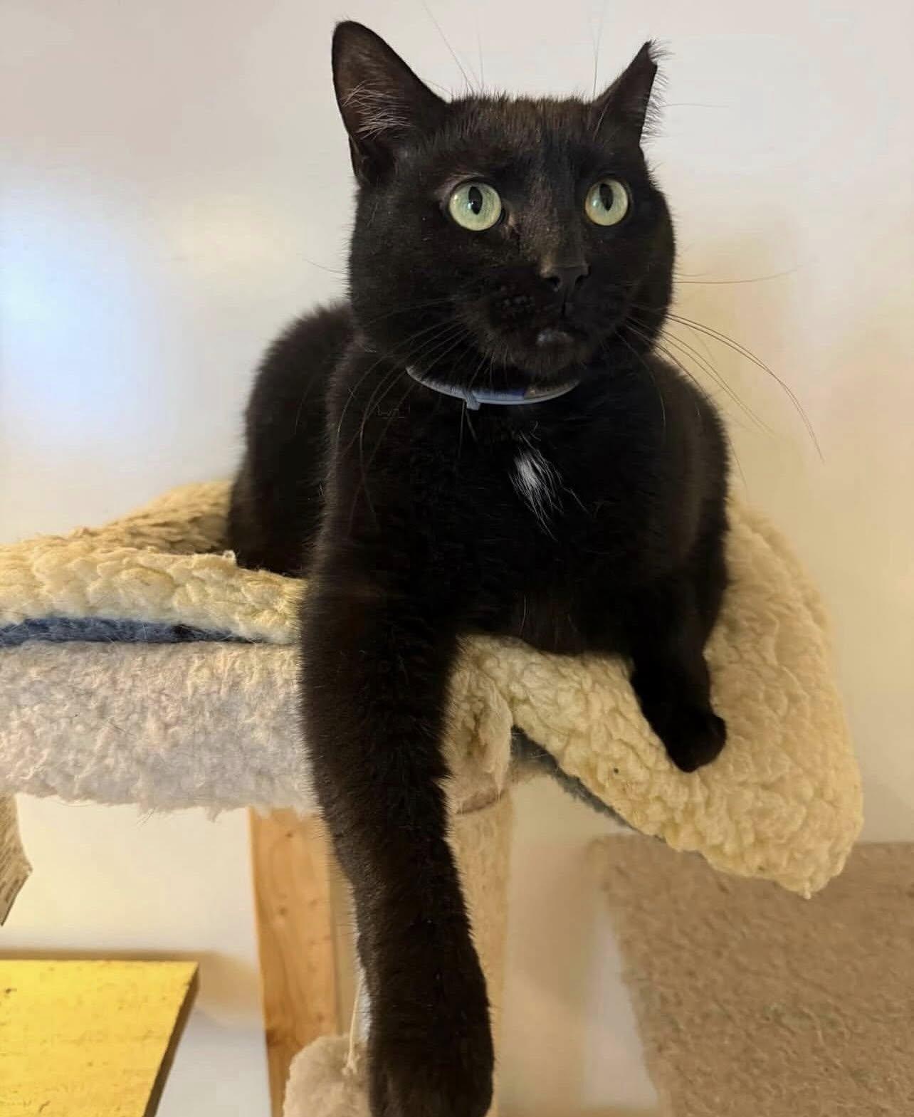 Enlarge MIFF, a Adoptable Domestic Short Hair in Millerstown, PA image 6/6