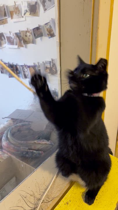 Enlarge MIFF, a Adoptable Domestic Short Hair in Millerstown, PA video 4/6