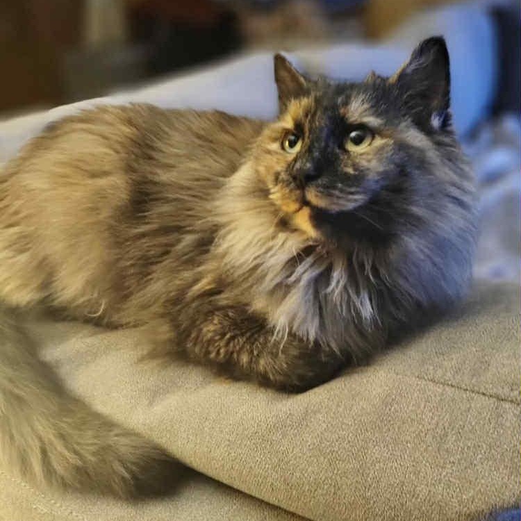 Enlarge Latte, a ADOPTABLE Calico in Warren, NJ image 1/2