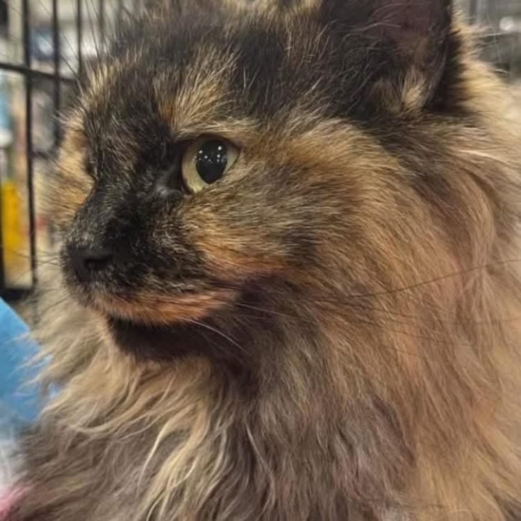 Enlarge Latte, a ADOPTABLE Calico in Warren, NJ image 2/2