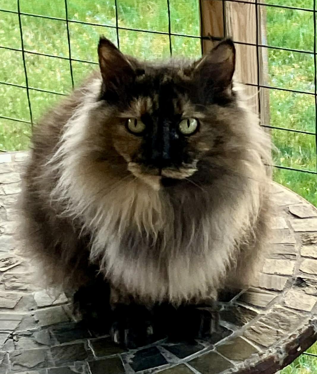 Enlarge Latte, a ADOPTABLE Tortoiseshell in Warren, NJ image 4/4