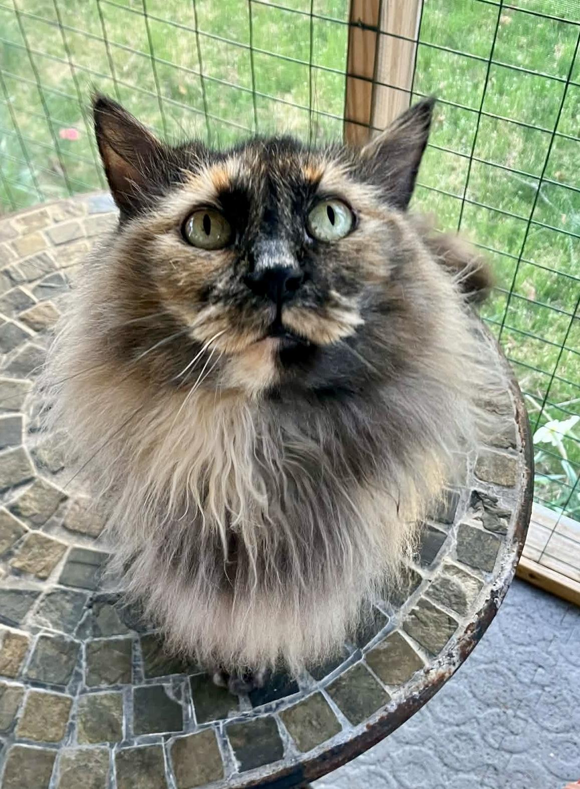 Enlarge Latte, a ADOPTABLE Tortoiseshell in Warren, NJ image 1/4