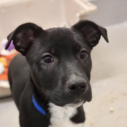 Cobalt, Adoptable, Young Male American Staffordshire Terrier & Mixed Breed.